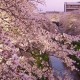 Sakura-Yamazaki-featured