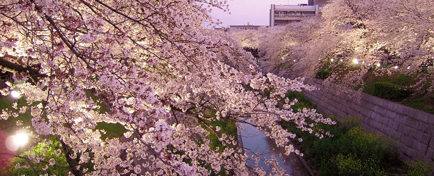 Sakura-Yamazaki-featured